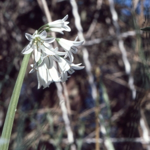  - Allium triquetrum L. [1753]