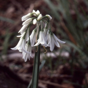  - Allium triquetrum L. [1753]