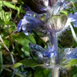 Photographie n°2341651 du taxon Ajuga reptans L. [1753]