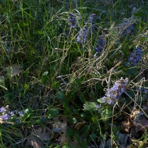 Photographie n°2341657 du taxon Ajuga reptans L. [1753]