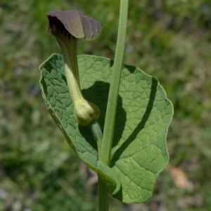 Photographie n°2341665 du taxon Aristolochia rotunda L. [1753]