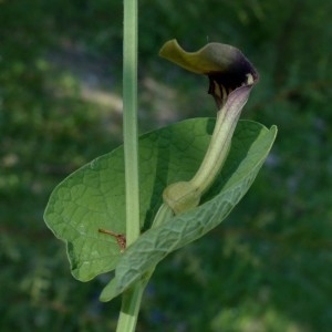 Photographie n°2341669 du taxon Aristolochia rotunda L. [1753]