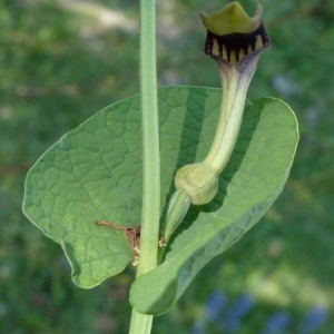 Photographie n°2341670 du taxon Aristolochia rotunda L. [1753]