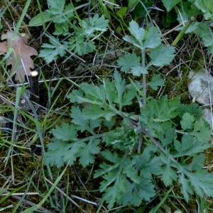 Photographie n°2341680 du taxon Artemisia vulgaris L. [1753]