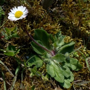 Photographie n°2341691 du taxon Bellis perennis L. [1753]