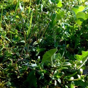 Photographie n°2341699 du taxon Cerastium fontanum Baumg. [1816]