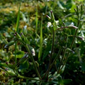 Photographie n°2341700 du taxon Cerastium fontanum Baumg. [1816]