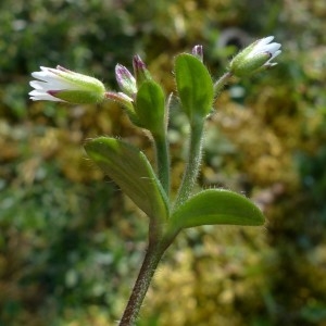 Photographie n°2341702 du taxon Cerastium fontanum Baumg. [1816]