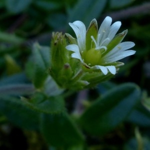 Photographie n°2341703 du taxon Cerastium fontanum Baumg. [1816]