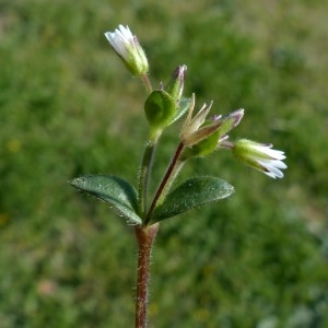 Photographie n°2341705 du taxon Cerastium fontanum Baumg. [1816]