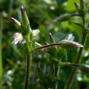 Photographie n°2341706 du taxon Cerastium fontanum Baumg. [1816]