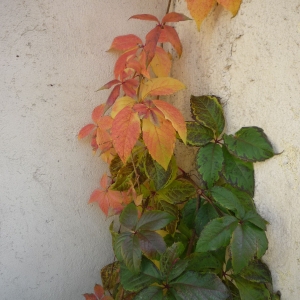 Photographie n°2341722 du taxon Parthenocissus quinquefolia (L.) Planch. [1887]