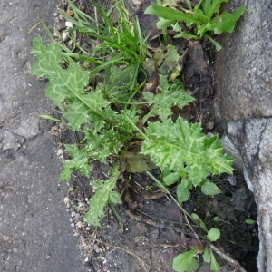 Photographie n°2341746 du taxon Silybum marianum (L.) Gaertn. [1791]