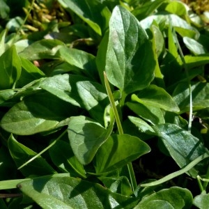 Photographie n°2341764 du taxon Prunella vulgaris L. [1753]