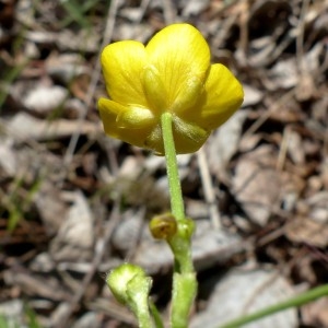 Photographie n°2341772 du taxon Ranunculus acris subsp. acris 