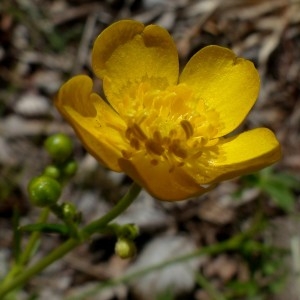Photographie n°2341774 du taxon Ranunculus acris subsp. acris 