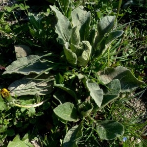 Photographie n°2341804 du taxon Verbascum thapsus L. [1753]