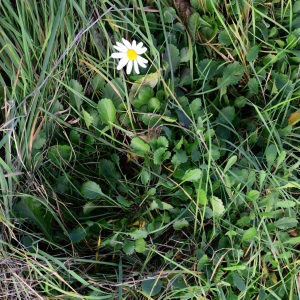 Photographie n°2341860 du taxon Leucanthemum vulgare Lam. [1779]