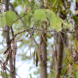  - Robinia pseudoacacia L. [1753]