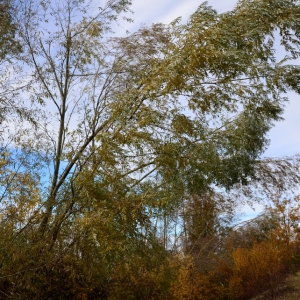 Photographie n°2341867 du taxon Salix alba L. [1753]