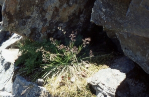 Liliane Roubaudi, le 17 juillet 2001 (Formiguères)