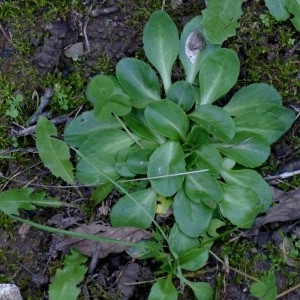 Photographie n°2341908 du taxon Bellis perennis L. [1753]