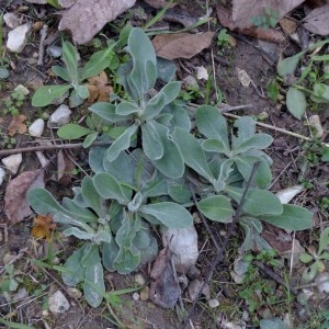 Photographie n°2341910 du taxon Lychnis coronaria (L.) Desr. [1792]