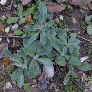 Photographie n°2341911 du taxon Lychnis coronaria (L.) Desr. [1792]