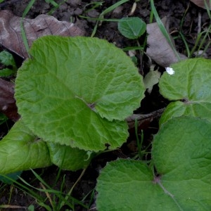  - Petasites hybridus (L.) G.Gaertn., B.Mey. & Scherb. [1801]