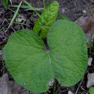 Photographie n°2341917 du taxon Petasites hybridus (L.) G.Gaertn., B.Mey. & Scherb. [1801]