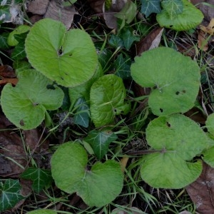 Photographie n°2341918 du taxon Petasites hybridus (L.) G.Gaertn., B.Mey. & Scherb. [1801]