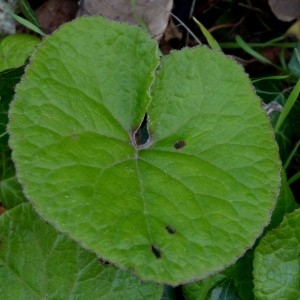 Photographie n°2341919 du taxon Petasites hybridus (L.) G.Gaertn., B.Mey. & Scherb. [1801]