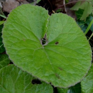 Photographie n°2341920 du taxon Petasites hybridus (L.) G.Gaertn., B.Mey. & Scherb. [1801]