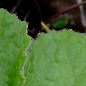 Photographie n°2341923 du taxon Petasites hybridus (L.) G.Gaertn., B.Mey. & Scherb. [1801]