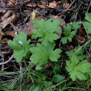 Photographie n°2341925 du taxon Ranunculus acris subsp. acris 