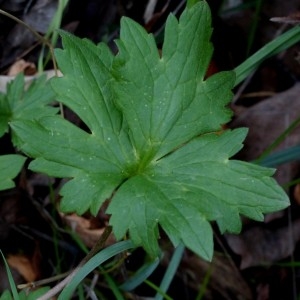 Photographie n°2341926 du taxon Ranunculus acris subsp. acris 