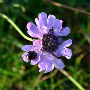 Photographie n°2341930 du taxon Scabiosa triandra L. [1753]