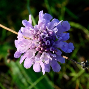  - Scabiosa triandra L. [1753]