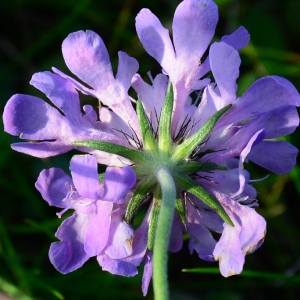 Photographie n°2341932 du taxon Scabiosa triandra L. [1753]