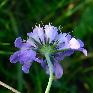 Photographie n°2341933 du taxon Scabiosa triandra L. [1753]