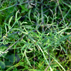 Photographie n°2341936 du taxon Scabiosa triandra L. [1753]