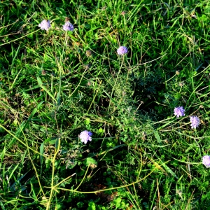  - Scabiosa triandra L. [1753]