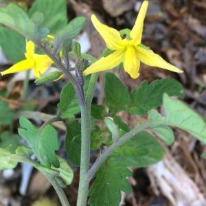 Photographie n°2341965 du taxon Solanum lycopersicum L. [1753]