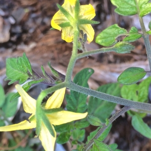 Photographie n°2341966 du taxon Solanum lycopersicum L. [1753]