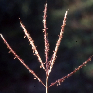 Photographie n°2342011 du taxon Digitaria ischaemum (Schreb.) Mühl. [1817]