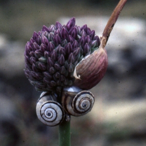  - Allium sphaerocephalon L. [1753]