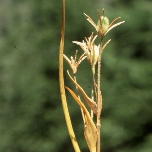 Photographie n°2342055 du taxon Gagea fragifera (Vill.) E.Bayer & G.López [1989]