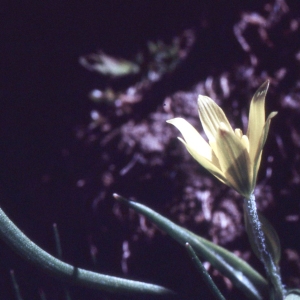 Photographie n°2342060 du taxon Gagea fragifera (Vill.) E.Bayer & G.López [1989]