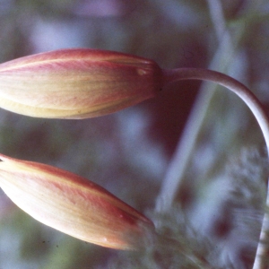 Photographie n°2342064 du taxon Tulipa sylvestris subsp. australis (Link) Pamp. [1914]