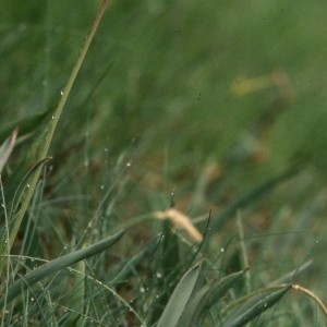 Photographie n°2342065 du taxon Tulipa sylvestris subsp. australis (Link) Pamp. [1914]